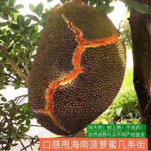 正宗越南红肉菠萝蜜一整个当季热带新鲜水果进口品种木菠萝干苞