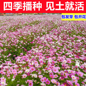 格桑花花种籽子四季播种开花易活阳台室外的道路庭院波斯菊花种子