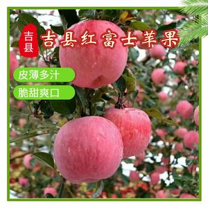 牌山西壶口苹果红富士脆甜糖点19以上吉县新鲜一级果净9.0斤