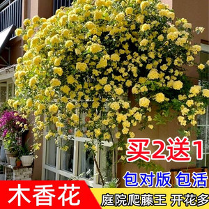 重瓣白黄木香花苗盆栽带花室内庭院花卉爬藤植物浓香四季开花不断