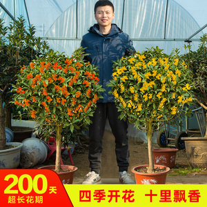 桂花树苗盆栽四季室内植物浓香型嫁接金桂丹桂沉香桂四季开花植物