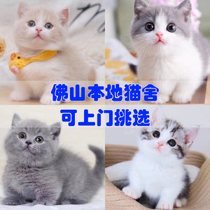 佛山宠物猫渐层蓝猫蓝白英短美短暹罗布偶金吉拉幼猫咪活幼体活物