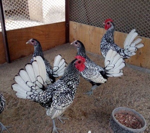 纯种进口波兰鸡帽子鸡种鸡观赏鸡宠物鸡黑白黄纹一对活体包活到家