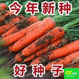 【九寸参】胡萝卜种子四季耐热甜脆高产红芯糖芯水果萝卜蔬菜种子