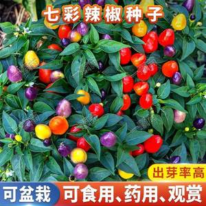 五彩椒种子七彩椒种籽食用观赏阳台盆栽花种籽四季耐寒蔬菜籽种孑
