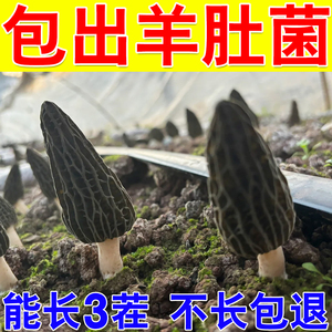 羊肚菌菌种种植包自种野生新鲜菌种植蘑菇金针菇羊肚菌自种可食用