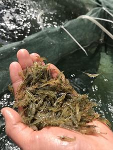 喂乌龟的活虾小虾米龟粮鳄龟饲料观赏淡水清鱼缸垃圾黑壳虾除藻虾