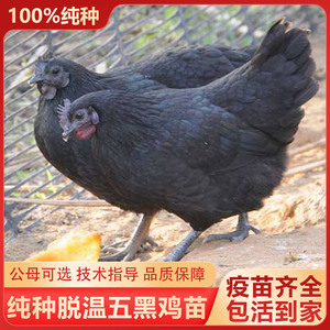 纯种五黑鸡活苗一斤半大脱温高产绿壳蛋鸡半斤小鸡苗土鸡仔乌骨