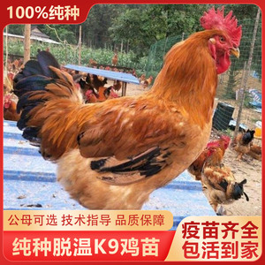 半大脱温鸡活苗k9大型肉鸡苗九斤红活体小鸡苗三黄鸡大公鸡土鸡