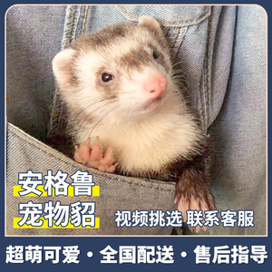 水獭宠物小活 水獭宠物小活品牌 价格 阿里巴巴