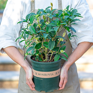 四季开花桂花树苗室内花卉盆栽庭院绿植金装饰桂带花苞大树超长花