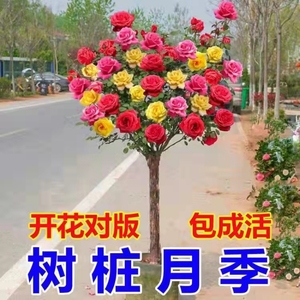 树形月季花独杆风景树别墅带根玫瑰树高杆绿化树树桩花树好养多色