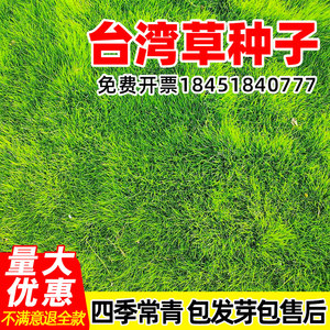 台湾草草籽四季常青兰引三号草坪种子耐寒耐旱矮生绿化护坡草种孑