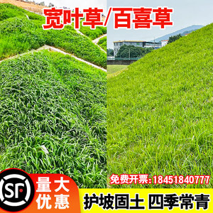 宽叶雀稗百喜草种子耐盐碱护坡固土边坡绿化耐热耐旱夏季草种籽孑