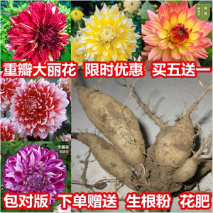 大丽花种球根进口大丽菊地瓜花根块室内外庭院地栽多年生花卉植物