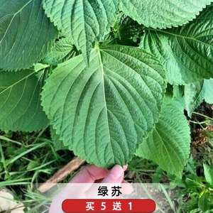 大叶绿苏子种子紫苏菜籽可食用蔬菜麻桂荏香草香料阳台可盆栽庭院