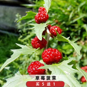 草莓菠菜种子可食用吉祥果球花藜豆荚藜浆果种籽阳台盆栽庭院花园