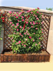 防档腐木花箱院子里的花架爬藤网实木网格围栏庭院装饰花槽隔断箱