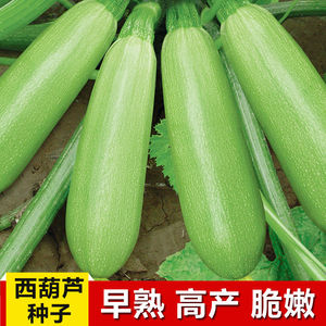 西葫芦瓜种子高产早熟白瓜农家蔬菜种子春夏季菜瓜阳台小南瓜