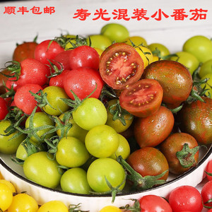 山东寿光青口蜜小番茄混装多色三色西红柿迷彩柿子彩色圣女果五彩