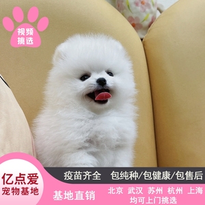 上海本地犬舍出售纯种博美犬幼犬小型俊介茶杯犬宠物狗可上门挑选