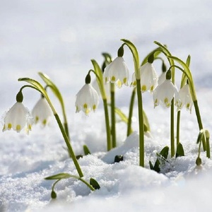 雪片莲种球现货庭院阳台室内盆栽雪滴花耐寒半阴多年生球根