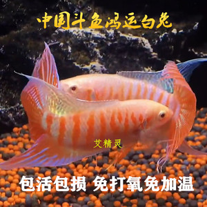 鸿运白兔中国斗鱼淡水冷水活体活鱼观赏鱼巨尾好养耐活免打氧鱼苗