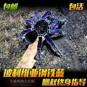宠物蜘蛛玻利维亚钢铁蓝足展8-20cmPAM属高端品种成年最大可达25