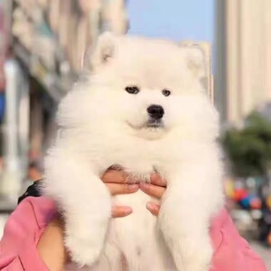纯种萨摩耶幼犬活体熊版大白熊雪橇犬高智商犬白色犬好养的宠物狗