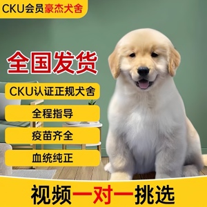CKU认证金牌犬舍纯种双血统赛级大骨架金毛幼犬导盲犬活体宠物