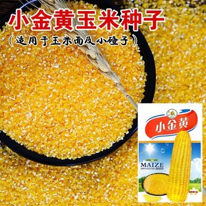 小金黄玉米小粒红黄玉米种子玉米面玉米粒玉米棒玉米碴子老种玉米