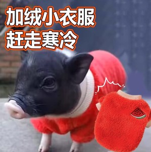 小香猪保暖衣服冬天加绒加厚防寒冷给宠物迷你猪穿的小衣服专用品