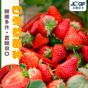 奶油草莓种籽苗春四季盆栽阳台白草莓种孑超甜水果大田蔬菜子大全