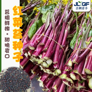 十月鲜红菜苔种孑紫菜苔白菜薹种籽冬四季广东红菜心盆栽蔬菜种子
