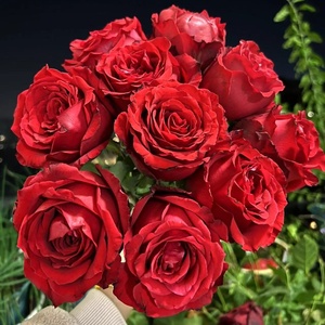 法兰西 切花玫瑰法国红月季花苗阳台直立四季好养花期长月季花卉