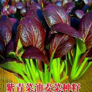 紫冠青梗菜种子紫油菜南方蔬菜秋冬四季易紫罗兰油紫妃上海青种子