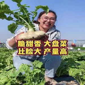 白玉盘菜种籽温州盘菜头可腌制大头菜芥菜种子农家秋蔬菜