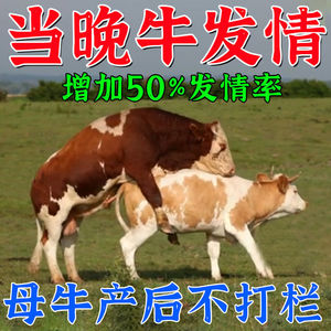 母牛发情的药预混料小黄牛犊助产器混合型巨快饲料添加剂牛用发情