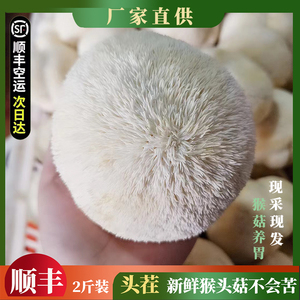 新鲜猴头菇2斤头茬古田特产猴菇养胃煲汤火锅现采现发新鲜猴头菇