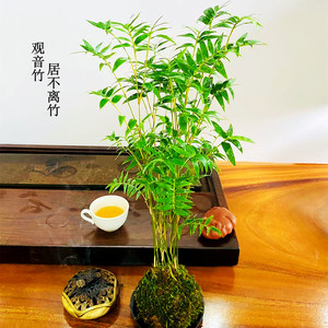 水培米竹苔藓球植物室内微观盆景金明竹红观音竹观赏竹桌摆小米竹