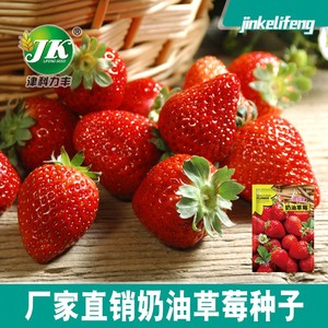 四季播种奶油草莓种子室内阳台盆栽超甜春秋水果种籽田园瓜果种子