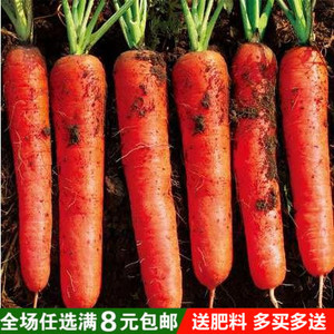 胡萝卜种子四季春夏秋冬种植黄红紫蔬菜菜籽阳台种菜盆栽庭院高产