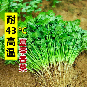 耐热香菜种籽高温夏季夏天种植的蔬菜种子四季籽种盆栽孑菜籽菜种