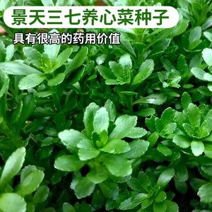 景天三七高钙养心菜种籽救心菜种子可食用野菜四季播阳台盆栽蔬菜