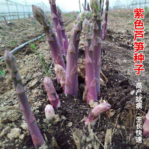 紫色芦笋种子苗带土根盆栽龙须菜四季种植蔬菜种苗孑高产根苗多年