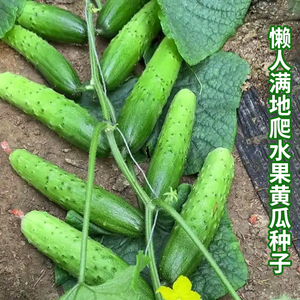 懒人黄瓜种子满地爬不搭架水果黄瓜种孑盆栽四季播种青瓜蔬菜籽种