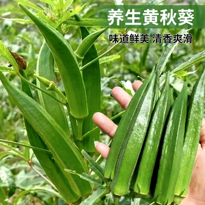 养生黄秋葵种子种籽苗高产水果羊角豆春秋季盆栽蔬菜孑菜种菜籽