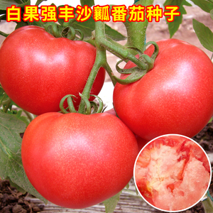 白果强丰沙瓤西红柿番茄种子老品种大红粉果种籽农家田园蔬菜种孑