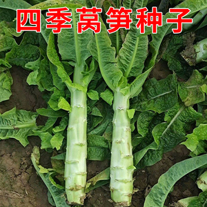 四季香莴笋种子青皮绿肉莴苣尖叶种籽耐寒农家菜园阳台盆栽蔬菜孑