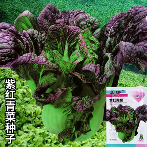 紫红青菜种子 芥菜红筋青菜种籽 四川大肉青菜籽腌制泡菜蔬菜种孑